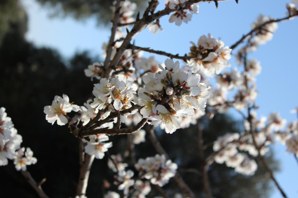 Masseria Valente Ostuni Εξωτερικό φωτογραφία