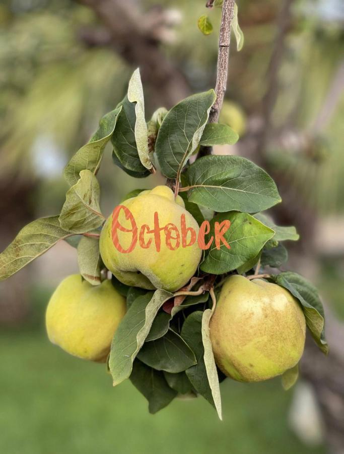 Masseria Valente Ostuni Εξωτερικό φωτογραφία