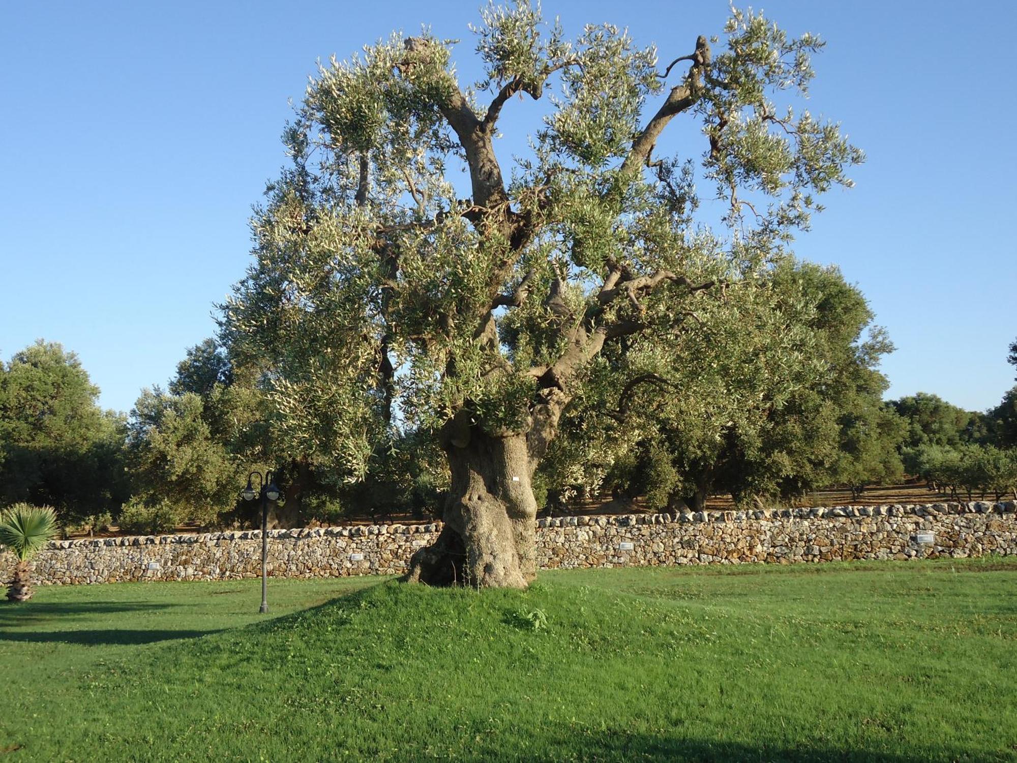 Masseria Valente Ostuni Εξωτερικό φωτογραφία